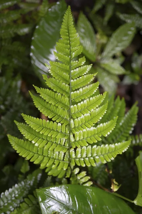 Gerahmter Druck : Fernblatt, tropischer Regenwald. Gerahmter Druck : Fernblatt, tropischer Regenwald.