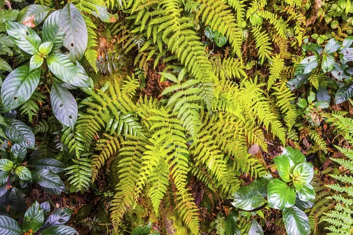 Gerahmter Druck : Fern, Mooswald, Wolkenwald Gerahmter Druck : Fern, Mooswald, Wolkenwald