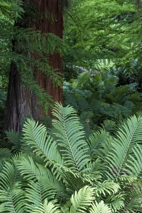 Gerahmter Druck : Fern vor einem Kiefernbaum, Botanischer Garten Gerahmter Druck : Fern vor einem Kiefernbaum, Botanischer Garten