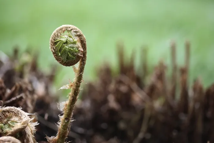 Gerahmter Druck : Fernschuss Gerahmter Druck : Fernschuss