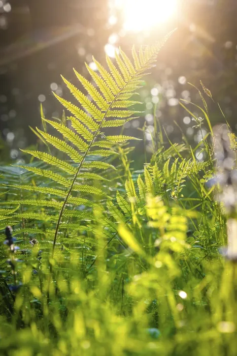 Gerahmter Druck : Fern im Sonnenlicht, Schwarzwald. Gerahmter Druck : Fern im Sonnenlicht, Schwarzwald.