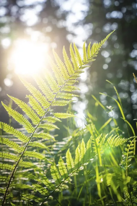 Gerahmter Druck : Fern im Sonnenlicht, Schwarzwald. Gerahmter Druck : Fern im Sonnenlicht, Schwarzwald.