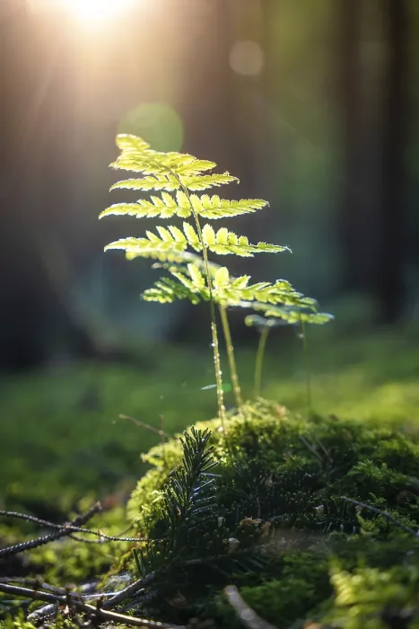 Gerahmter Druck : Fern im Sonnenlicht, Schwarzwald. Gerahmter Druck : Fern im Sonnenlicht, Schwarzwald.