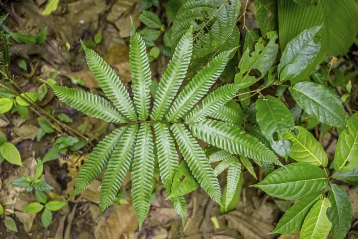 Gerahmter Druck : Fern im tropischen Regenwald. Gerahmter Druck : Fern im tropischen Regenwald.