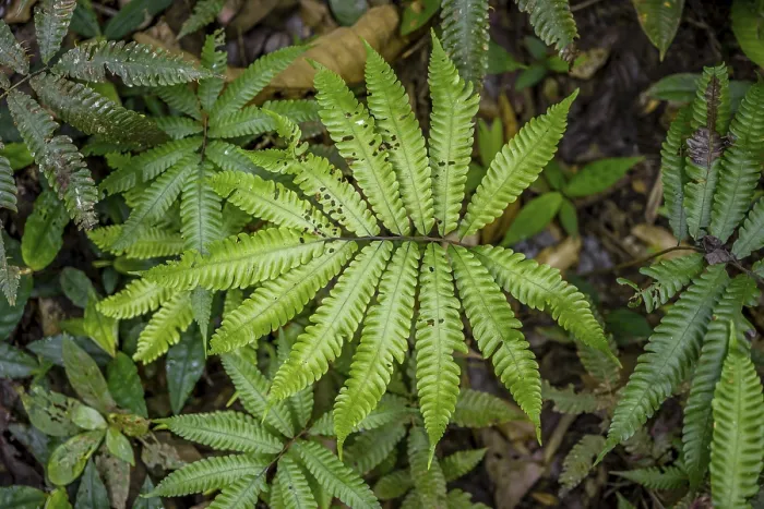 Gerahmter Druck : Fern im tropischen Regenwald Gerahmter Druck : Fern im tropischen Regenwald