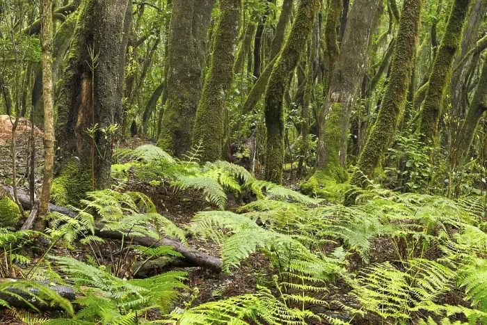 Gerahmter Druck : Farnen in der Wolkenwald, Lorbeerwald. Gerahmter Druck : Farnen in der Wolkenwald, Lorbeerwald.