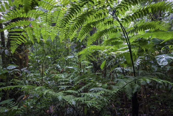 Gerahmter Druck : Farnen, dichte Vegetation in Wolkenwald. Gerahmter Druck : Farnen, dichte Vegetation in Wolkenwald.