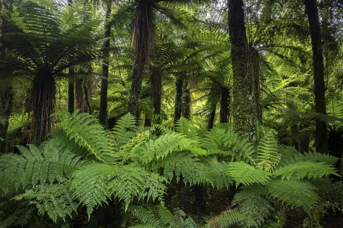 Gerahmter Druck : Ferns und subtropische Regenwald. Gerahmter Druck : Ferns und subtropische Regenwald.