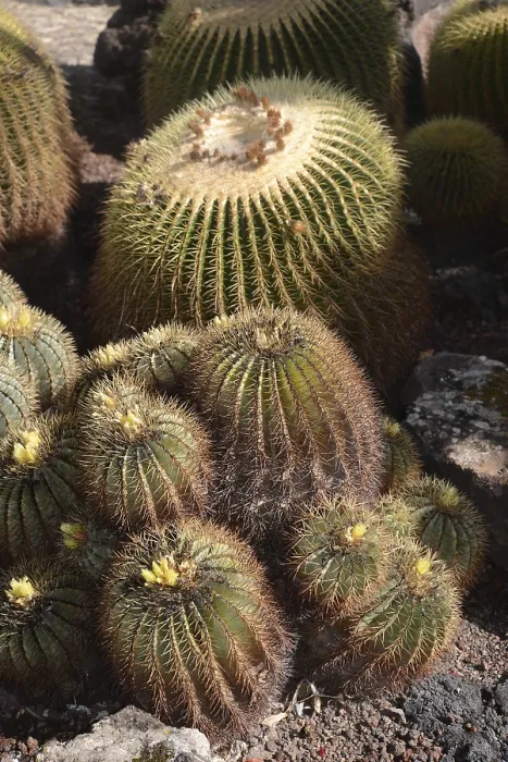 Gerahmter Druck : Ferocactus glaucescens, Ferokaktus Gerahmter Druck : Ferocactus glaucescens, Ferokaktus