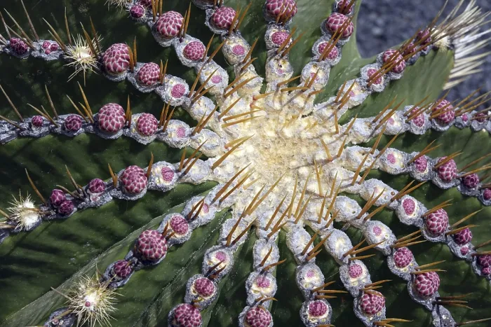 Gerahmter Druck : Ferocactus histrix Gerahmter Druck : Ferocactus histrix