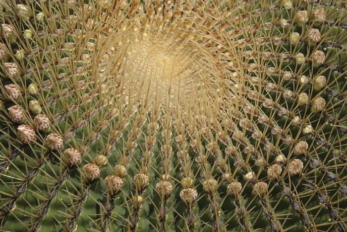 Gerahmter Druck : Ferocactus histrix Gerahmter Druck : Ferocactus histrix