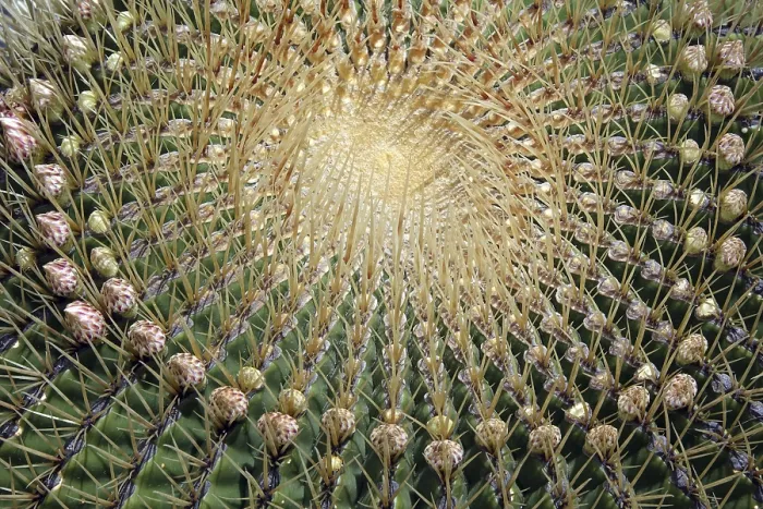 Gerahmter Druck : Ferocactus histrix Gerahmter Druck : Ferocactus histrix