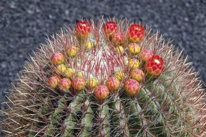 Gerahmter Druck : Ferocactus histrix Gerahmter Druck : Ferocactus histrix