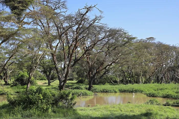 Gerahmter Druck : Fieberbaum (Vachellia xanthophloea)