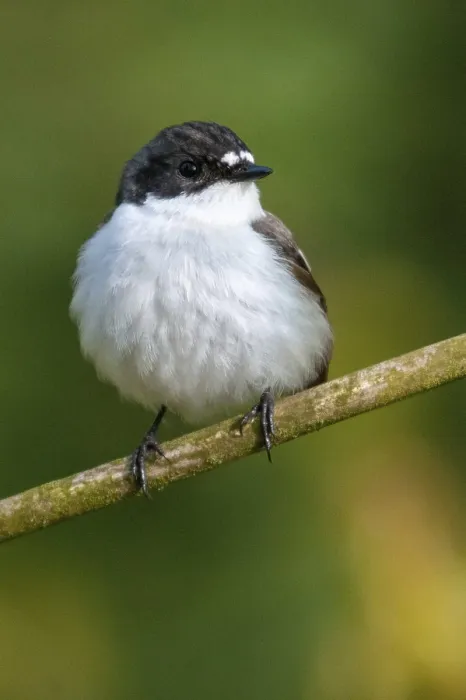 Gerahmter Druck : Ficedula hypoleuca, Fichtenzeisig. Gerahmter Druck : Ficedula hypoleuca, Fichtenzeisig.
