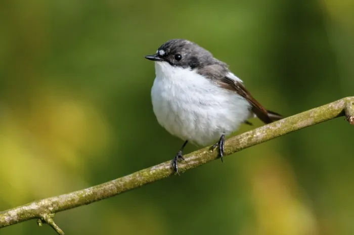 Gerahmter Druck : Ficedula hypoleuca, Fichtenkauz. Gerahmter Druck : Ficedula hypoleuca, Fichtenkauz.