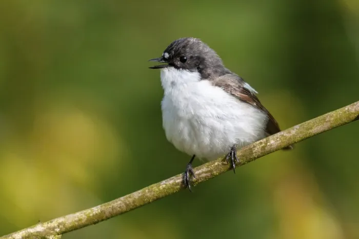 Gerahmter Druck : Ficedula hypoleuca, Fichtenkauzammer Gerahmter Druck : Ficedula hypoleuca, Fichtenkauzammer