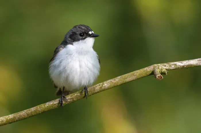 Gerahmter Druck : Ficedula hypoleuca, Trauerfliegenschnäpper. Gerahmter Druck : Ficedula hypoleuca, Trauerfliegenschnäpper.
