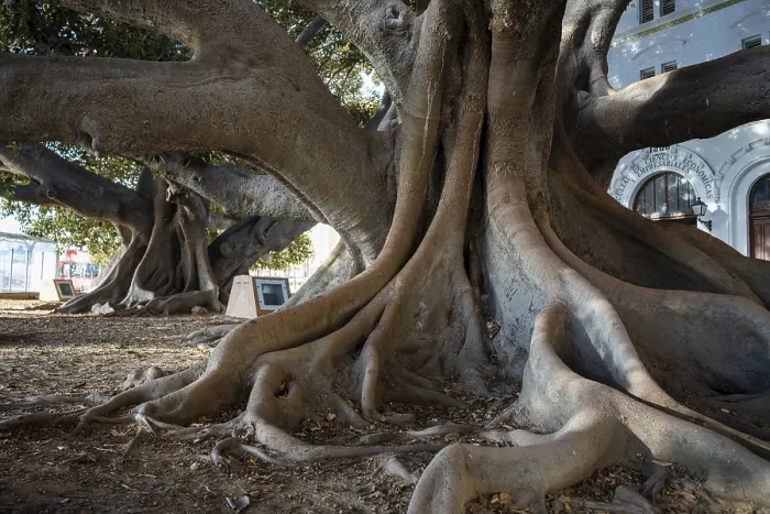 Gerahmter Druck : Bäume der Ficus, Cádiz, Spanien. Gerahmter Druck : Bäume der Ficus, Cádiz, Spanien.