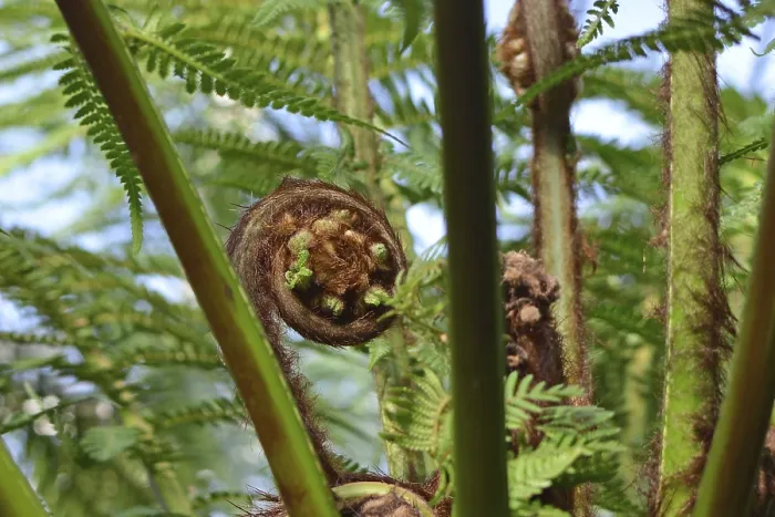 Gerahmter Druck : Fiddlehead-Farn Gerahmter Druck : Fiddlehead-Farn