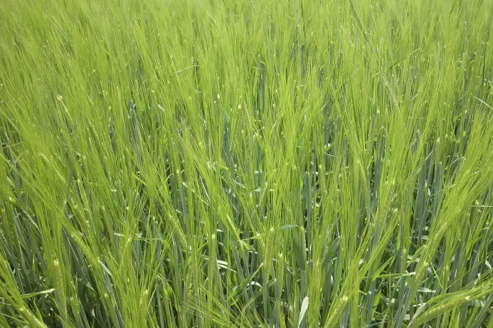 Gerahmter Druck : Field Gerahmter Druck : Field
