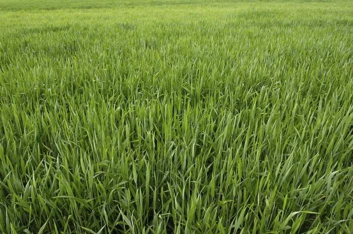 Gerahmter Druck : Field Gerahmter Druck : Field