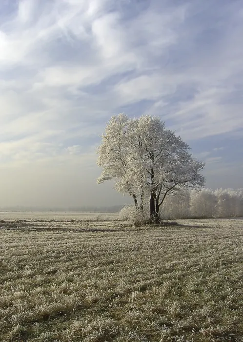 Gerahmter Druck : Field Gerahmter Druck : Field