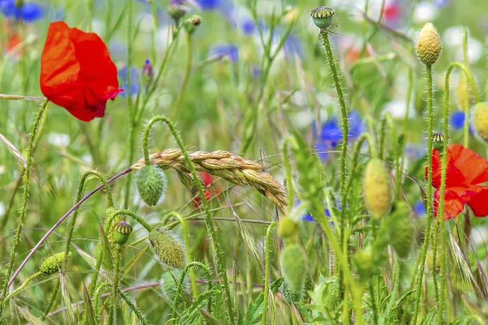 Gerahmter Druck : Das Feld Gerahmter Druck : Das Feld