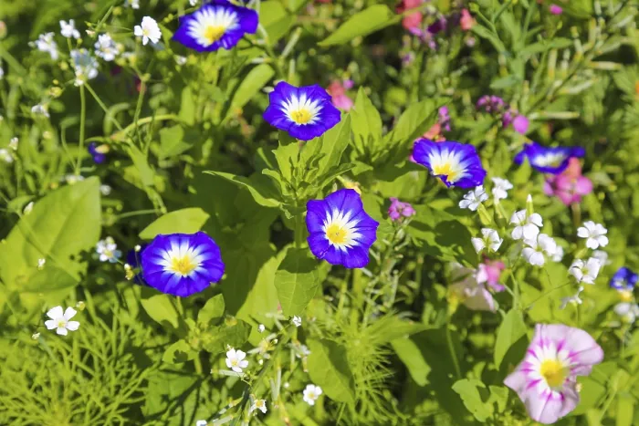 Gerahmter Druck : Feld-Beinwell (Convolvulus arvensis) Gerahmter Druck : Feld-Beinwell (Convolvulus arvensis)