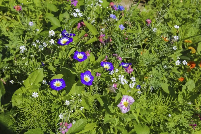 Gerahmter Druck : Feld-Beinwell (Convolvulus arvensis) Gerahmter Druck : Feld-Beinwell (Convolvulus arvensis)
