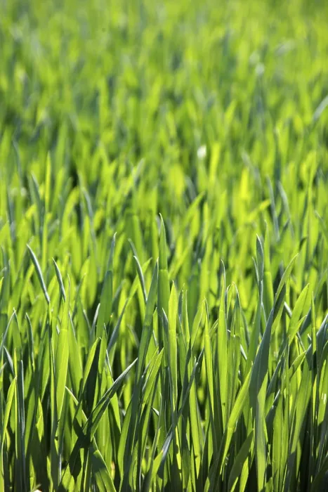 Gerahmter Druck : Getreidefeld im Frühling, Hintergrund, Textur. Gerahmter Druck : Getreidefeld im Frühling, Hintergrund, Textur.
