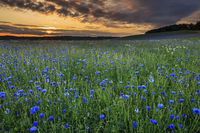 Gerahmter Druck : Acker von Blauer Stern (Centaurea cyanus) Gerahmter Druck : Acker von Blauer Stern (Centaurea cyanus)