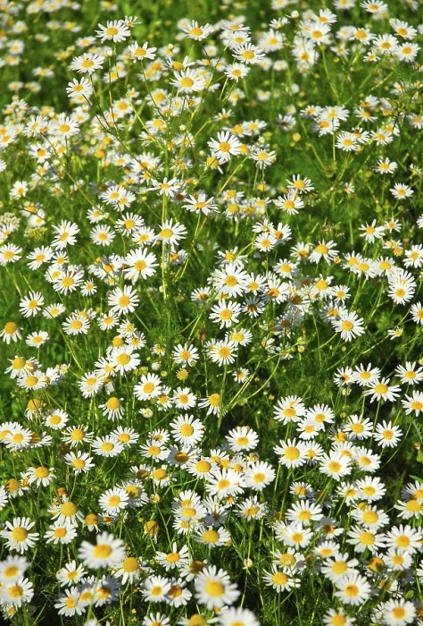Gerahmter Druck : Blumenwiese Gerahmter Druck : Blumenwiese