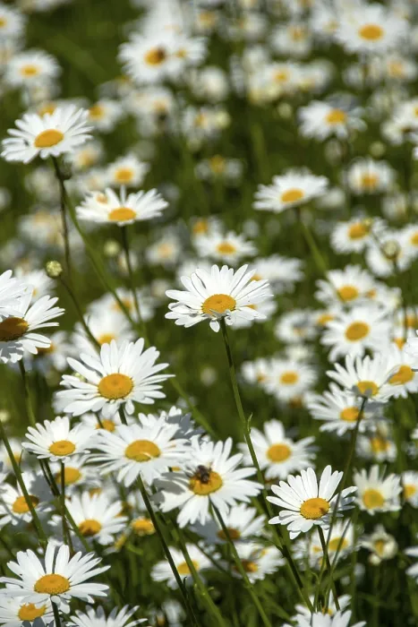 Gerahmter Druck : Blühende Kornblumen in einem Feld, Nahansicht Gerahmter Druck : Blühende Kornblumen in einem Feld, Nahansicht