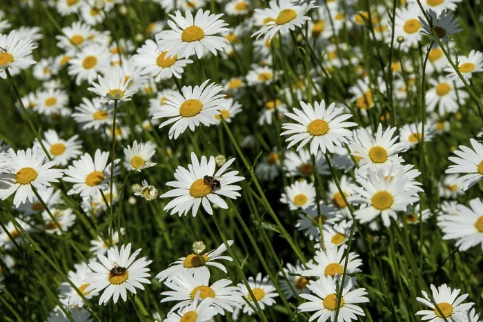 Gerahmter Druck : Blütenmeer aus Daisys, Nahansicht Gerahmter Druck : Blütenmeer aus Daisys, Nahansicht