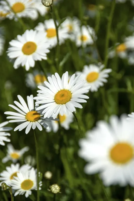Gerahmter Druck : Blumenwiese, Nahansicht. Gerahmter Druck : Blumenwiese, Nahansicht.