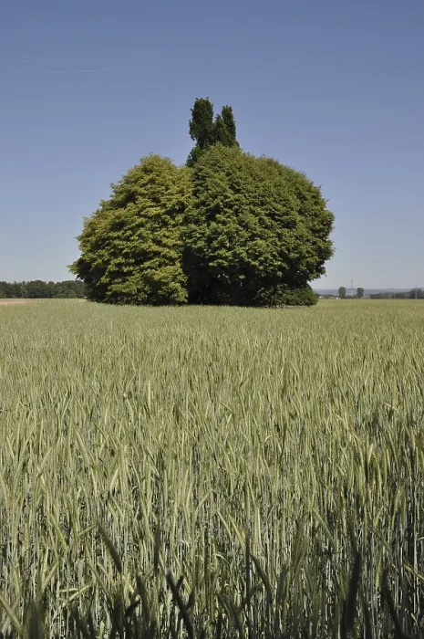 Gerahmter Druck : Feld, Felder, Baum, Bäume, Busch Gerahmter Druck : Feld, Felder, Baum, Bäume, Busch