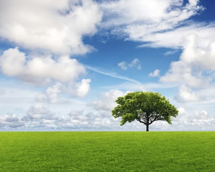 Gerahmter Druck : Feld mit grünem Gras und Baum. Gerahmter Druck : Feld mit grünem Gras und Baum.