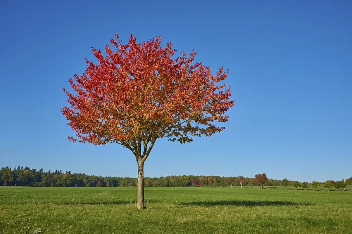Gerahmter Druck : Landschaftsfeld, Kirschbaum, Fruchtbaums. Gerahmter Druck : Landschaftsfeld, Kirschbaum, Fruchtbaums.