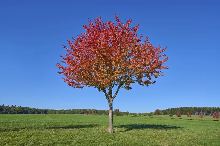 Gerahmter Druck : Landschaftliche Felder, Kirschbaum, Fruchtbaumbäume. Gerahmter Druck : Landschaftliche Felder, Kirschbaum, Fruchtbaumbäume.