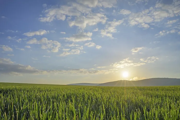 Gerahmter Druck : Landschaftsfeld mit Sonne im Frühling. Gerahmter Druck : Landschaftsfeld mit Sonne im Frühling.