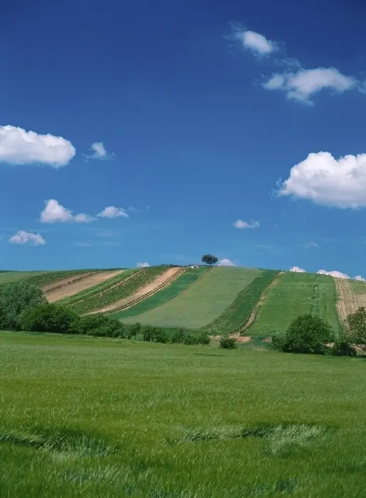 Gerahmter Druck : Ein Feld mit einem einsamen Baum. Gerahmter Druck : Ein Feld mit einem einsamen Baum.