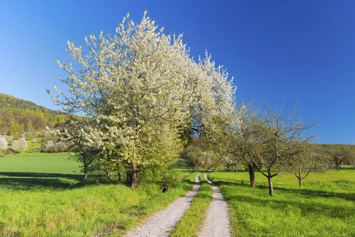 Gerahmter Druck : Feldweg mit blühender Kirschbaum.