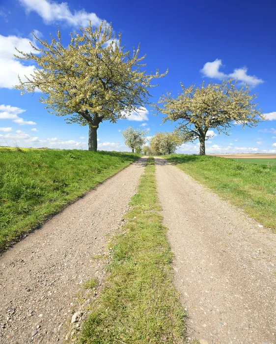 Gerahmter Druck : Feldweg mit blühenden Kirschbäumen (Prunus). Gerahmter Druck : Feldweg mit blühenden Kirschbäumen (Prunus).