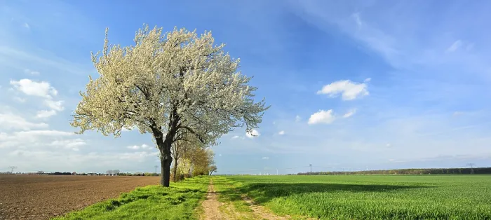 Gerahmter Druck : Feldweg durch Felder im Frühling. Gerahmter Druck : Feldweg durch Felder im Frühling.