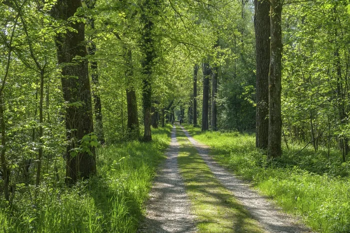 Gerahmter Druck : Feldweg in der Aue der Gotzinger Ach. Gerahmter Druck : Feldweg in der Aue der Gotzinger Ach.