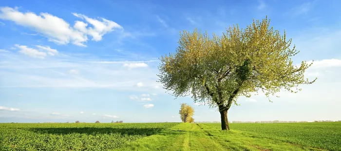 Gerahmter Druck : Feldweg durch grüne Felder. Gerahmter Druck : Feldweg durch grüne Felder.