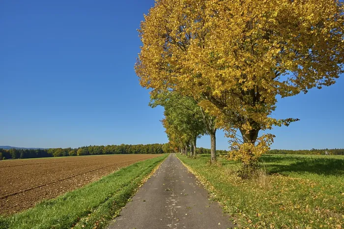 Gerahmter Druck : Feldweg, Ahornbaum, Baumreihe Gerahmter Druck : Feldweg, Ahornbaum, Baumreihe