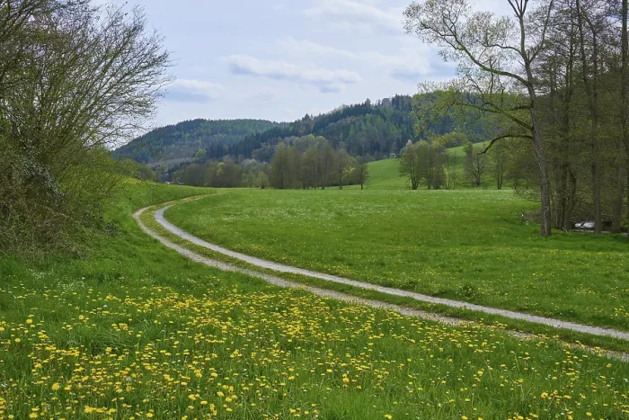 Gerahmter Druck : Feldweg, Weidelandlandschaft, Bäume. Gerahmter Druck : Feldweg, Weidelandlandschaft, Bäume.
