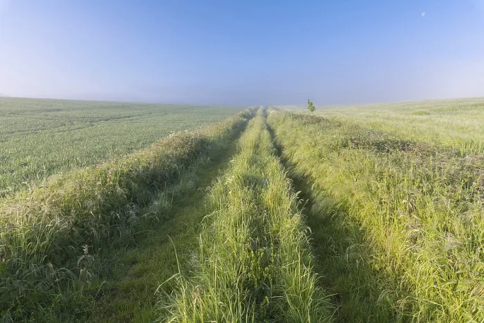 Gerahmter Druck : Feldweg am Morgen im Frühling.